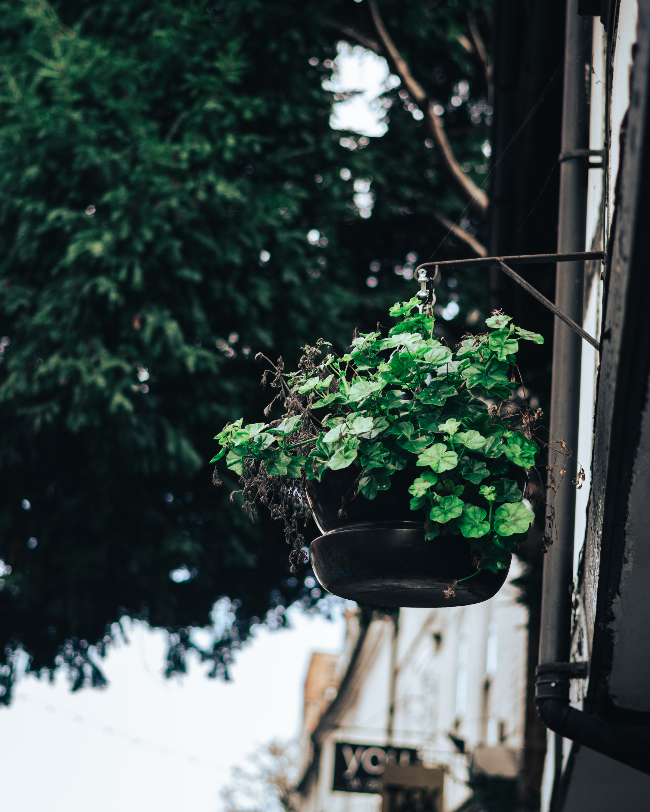 Photograph of a plant hanging in a pot from the side of a building.